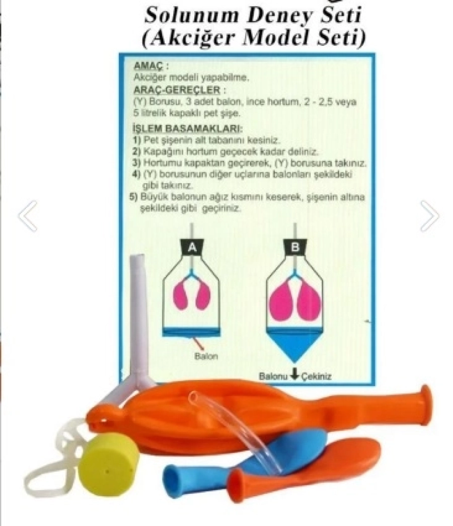  AKCİĞER MODEL SETİ POŞETTE